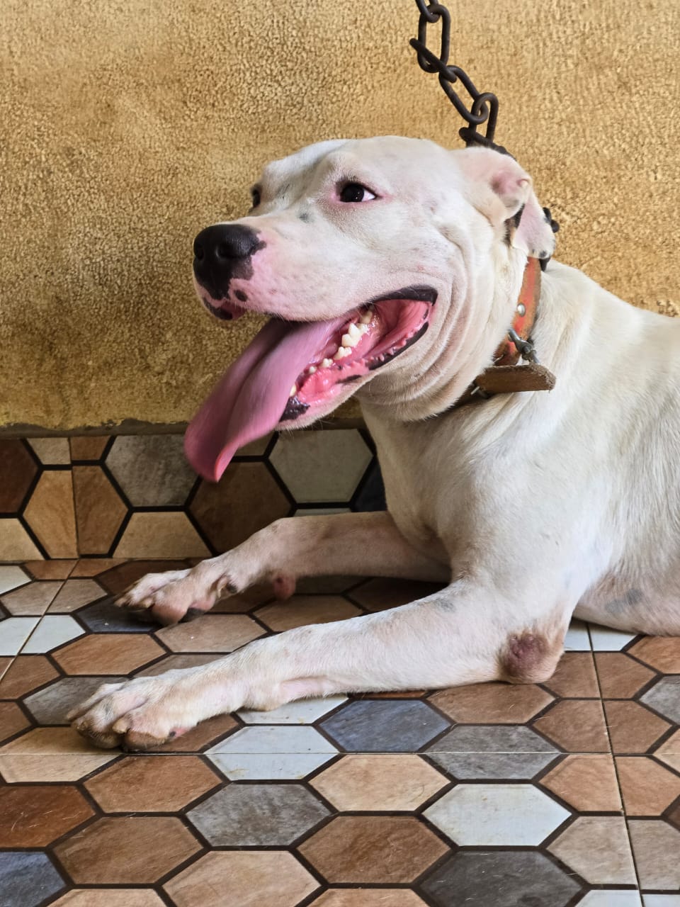 Dog Argentino 