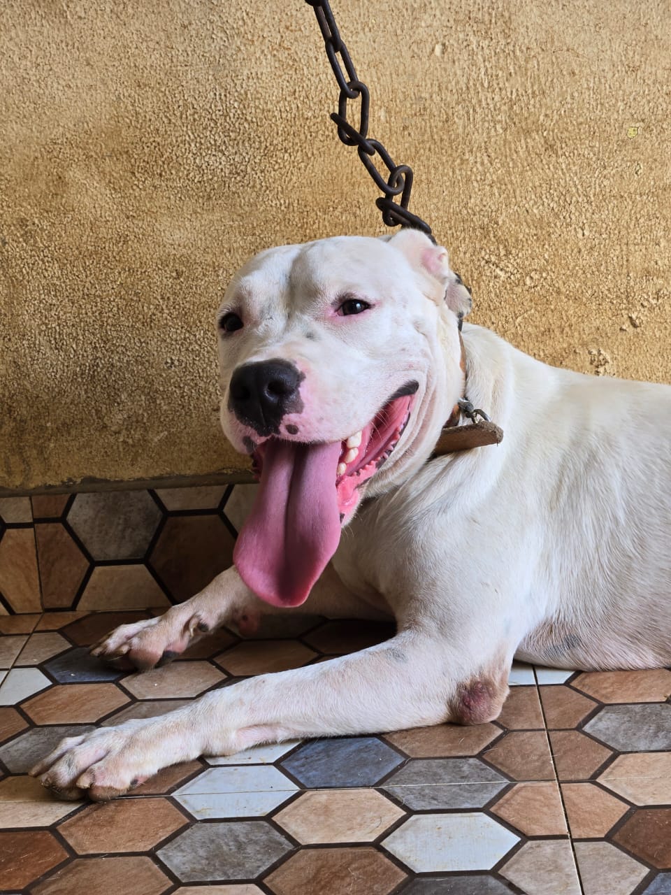 Dog Argentino  - Imagem 2