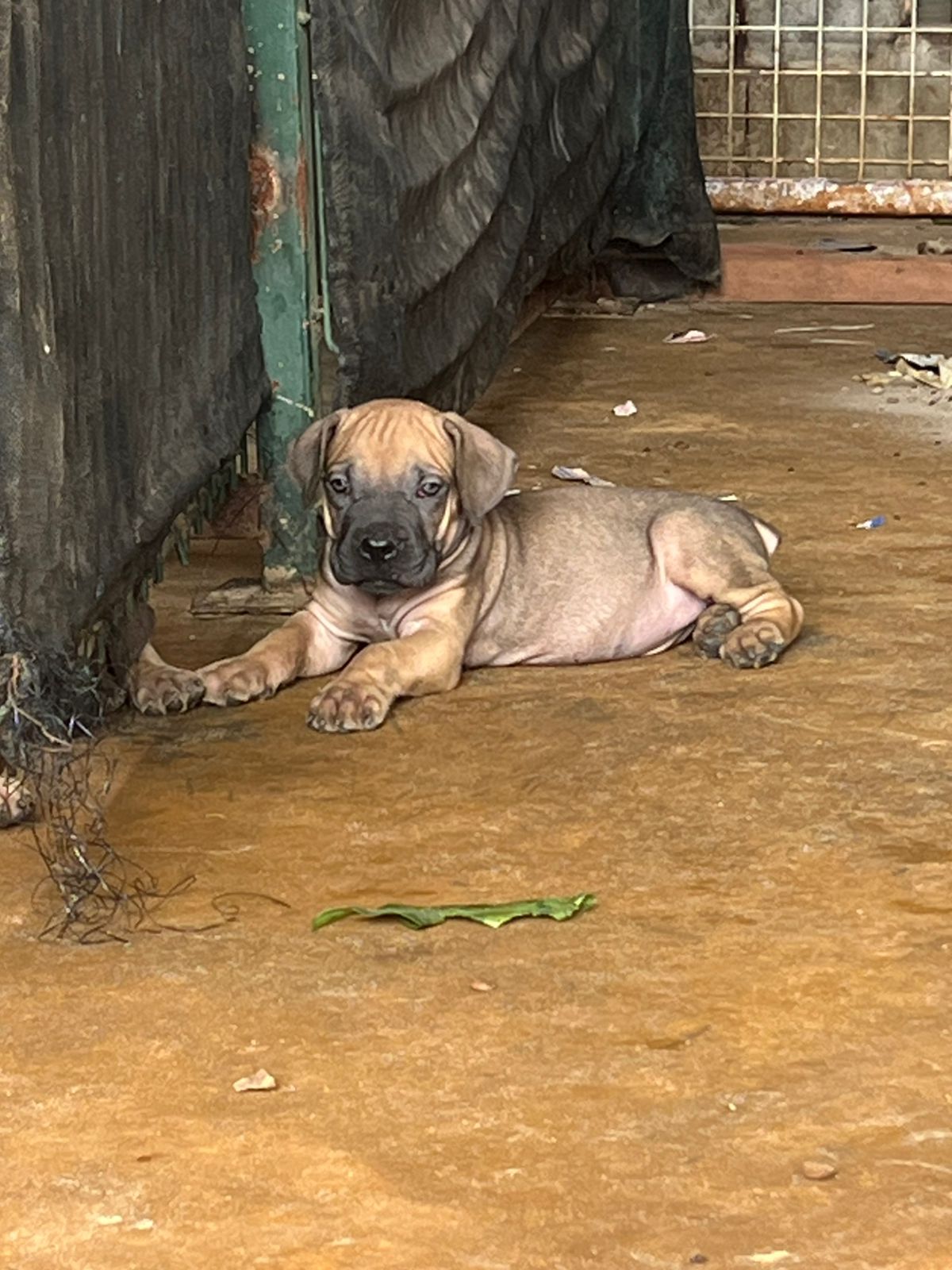 Crias de Boerboel