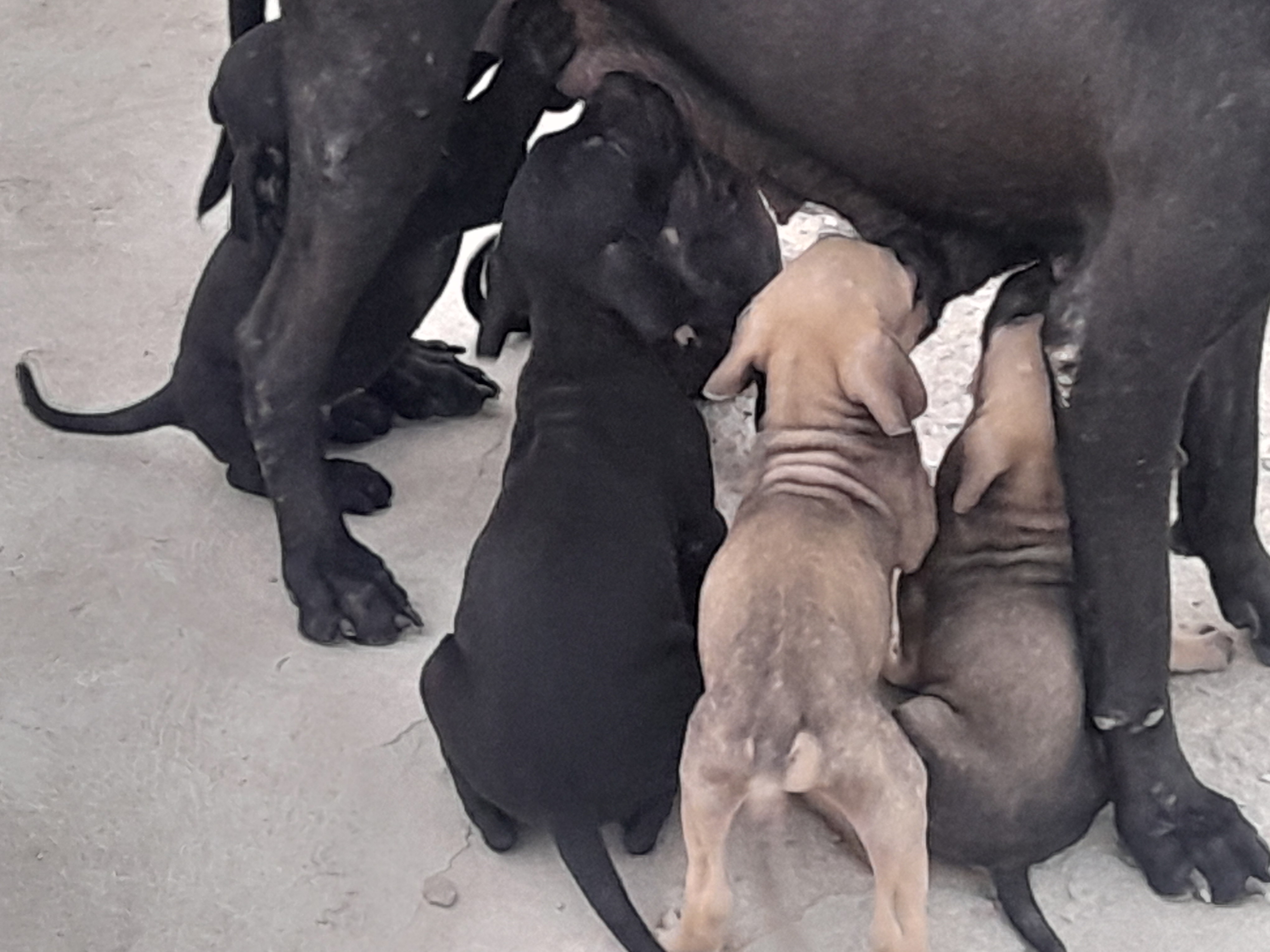 Crias de Boerboel - Imagem 2