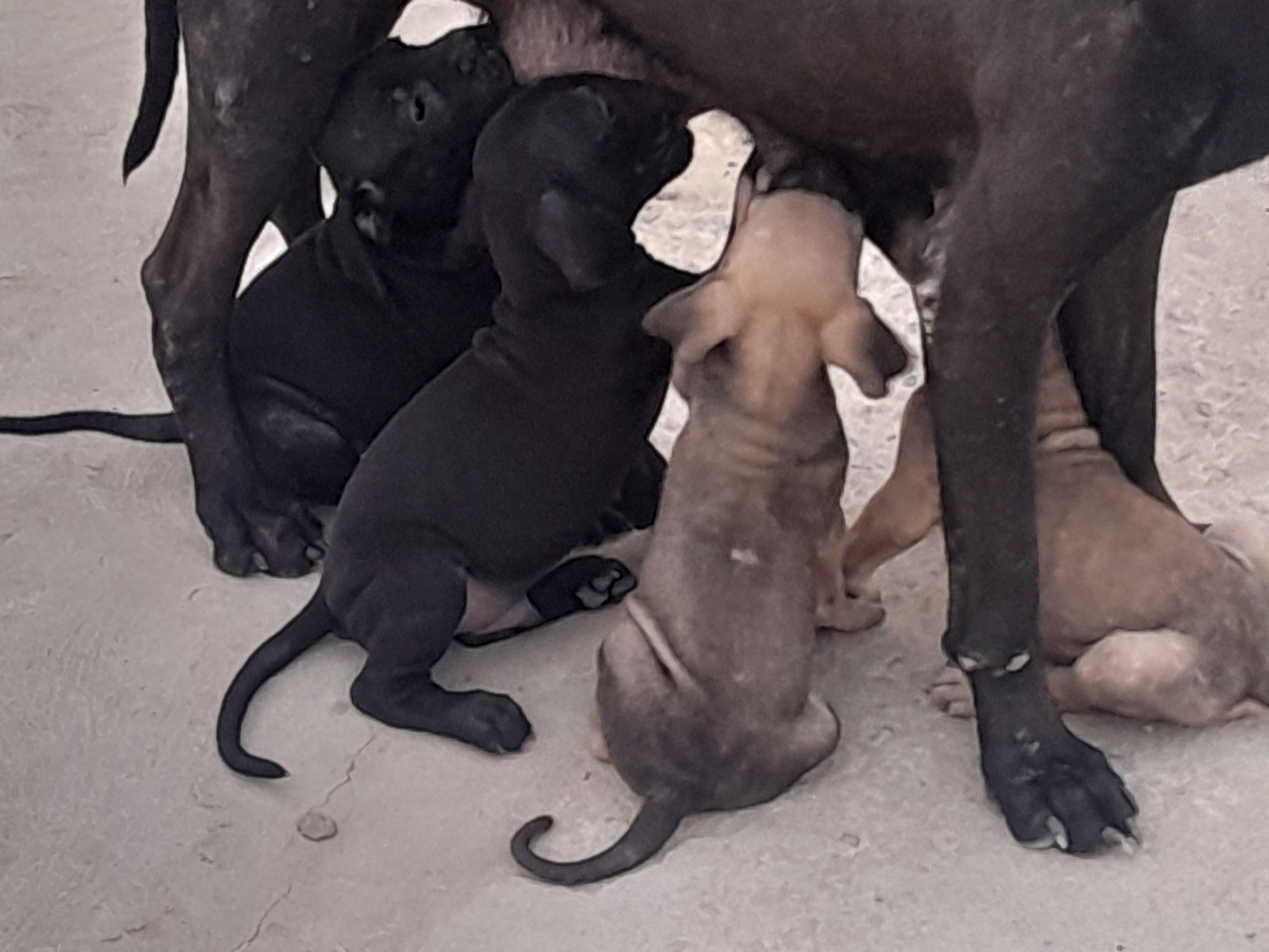 Crias de Boerboel - Imagem 3