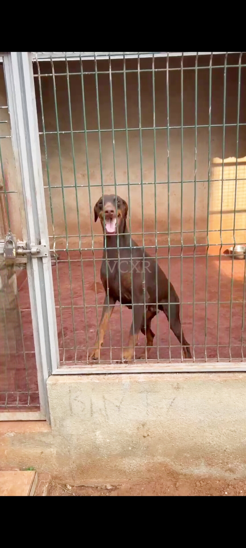 Dobermann