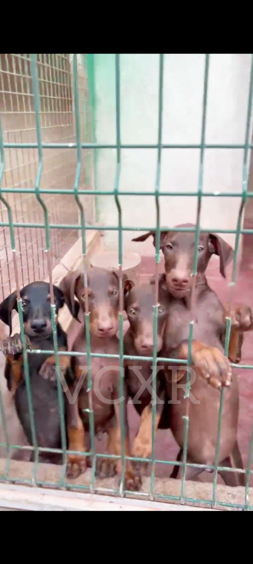 Dobermann - Imagem 2