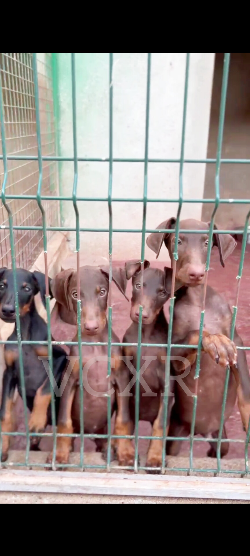 Dobermann - Imagem 3