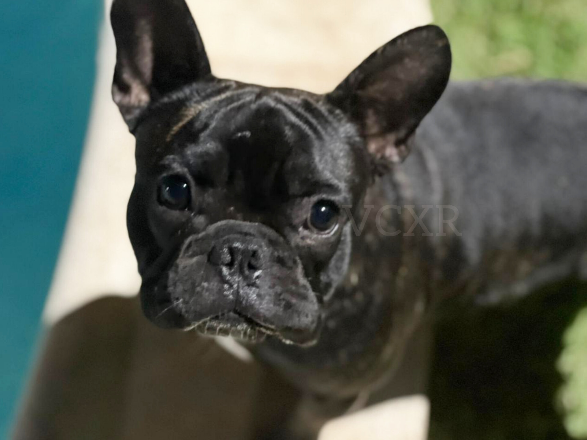 Bulldog francês (fêmea) - Imagem 2