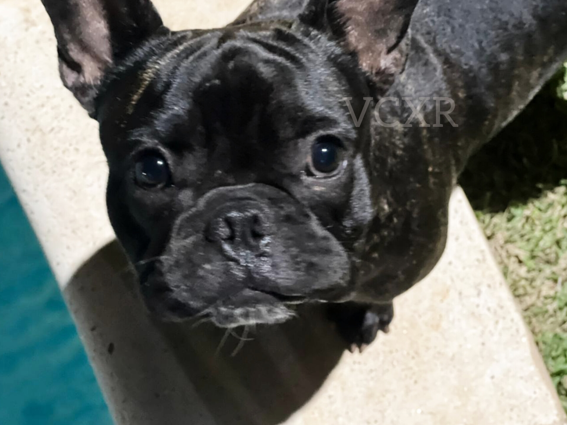 Bulldog francês (fêmea) - Imagem 3