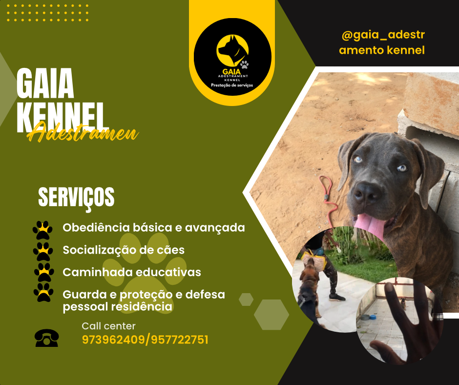 Serviços de Adestramento canino 