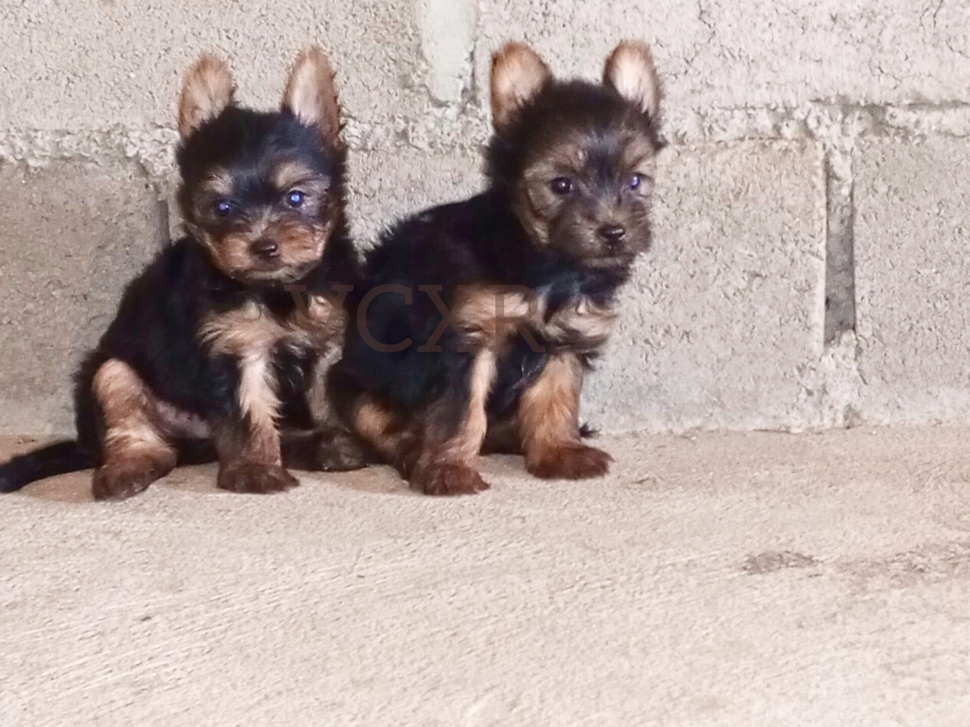 Yorkies