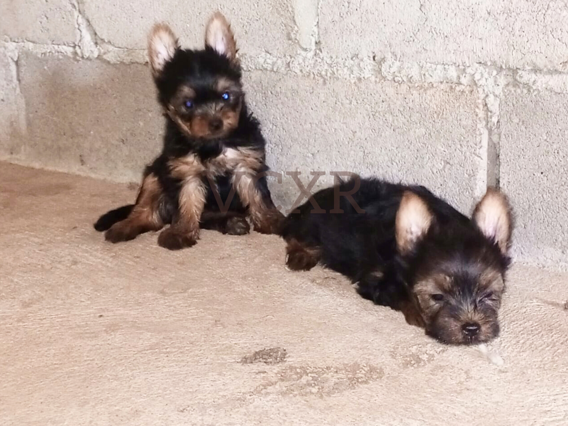 Yorkies - Imagem 2