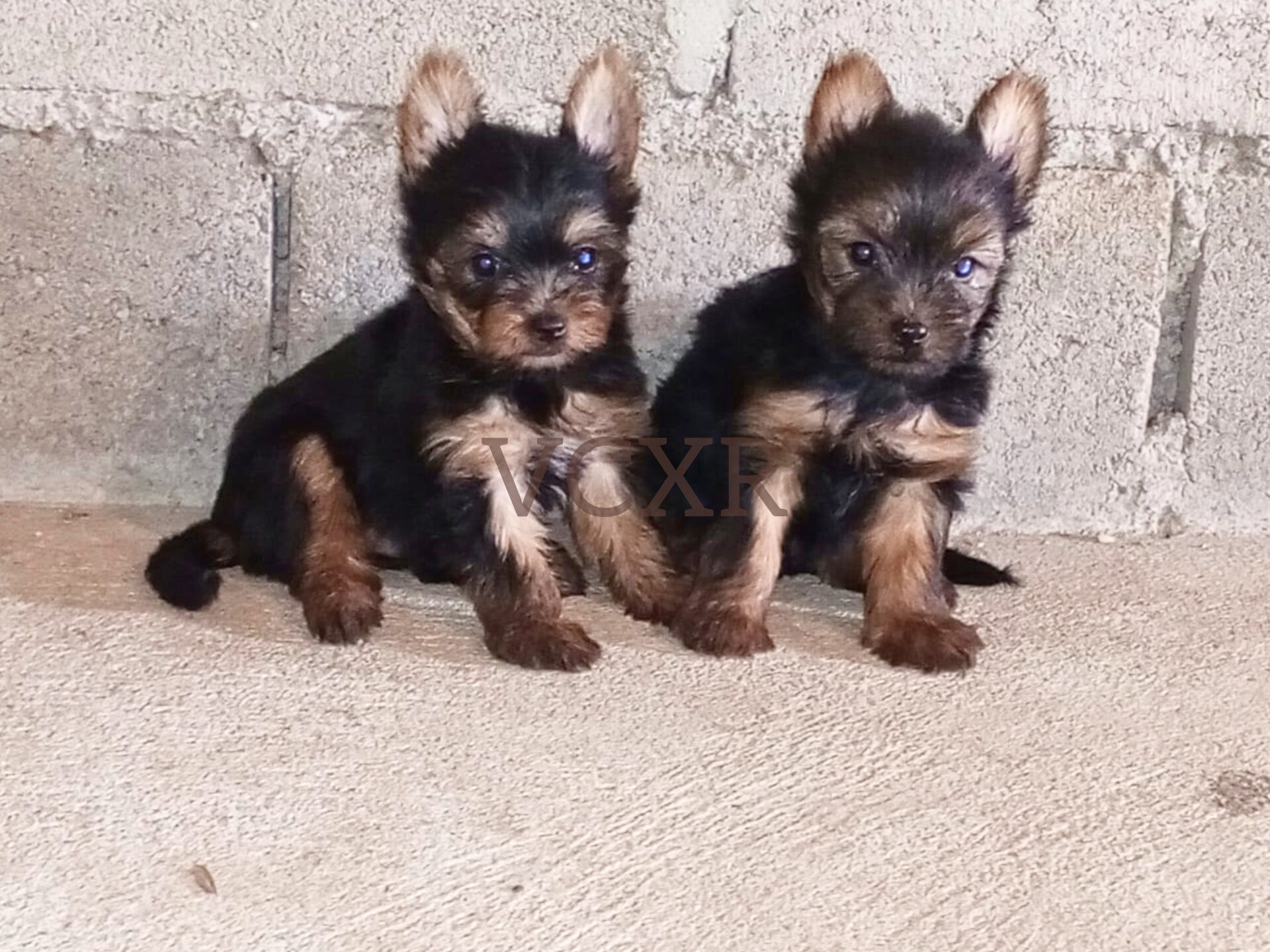 Yorkies - Imagem 3