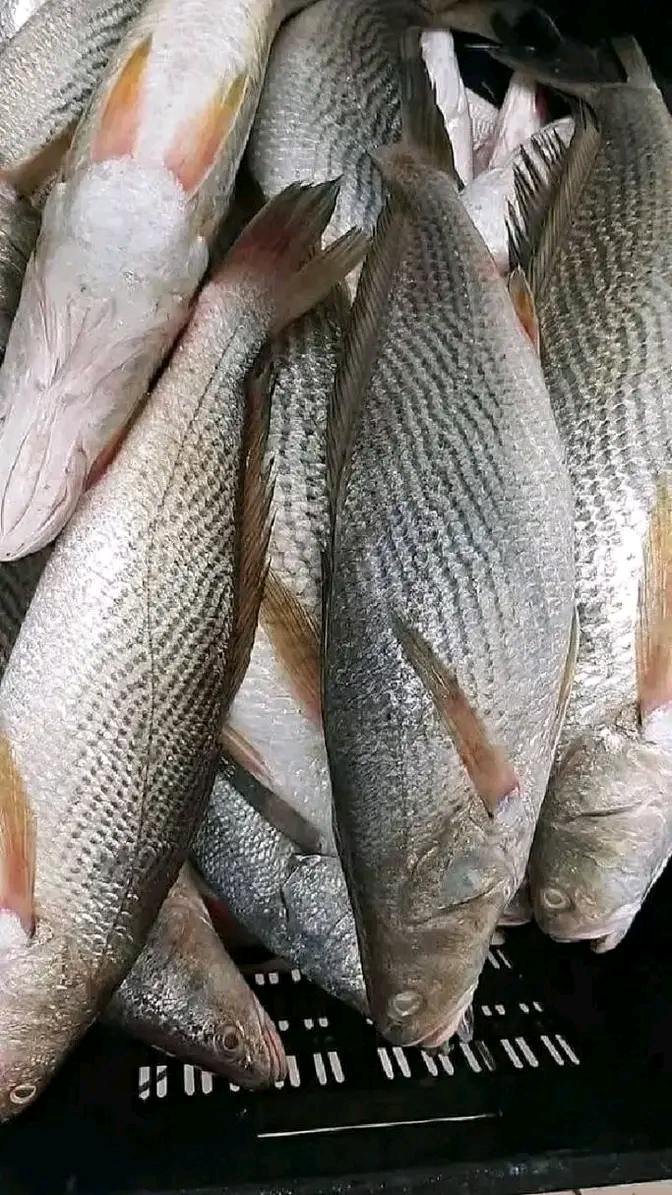 Peixes e marisco 