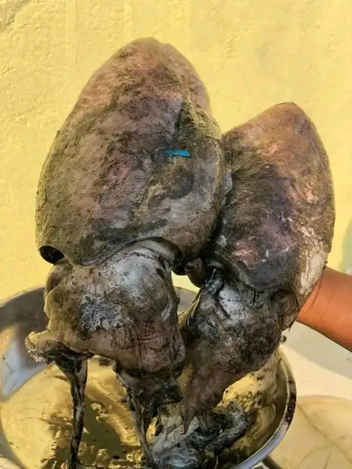 Peixes e marisco  - Imagem 2