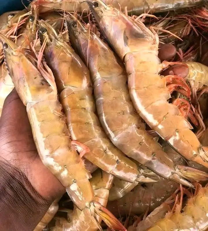 Peixes e marisco  - Imagem 3