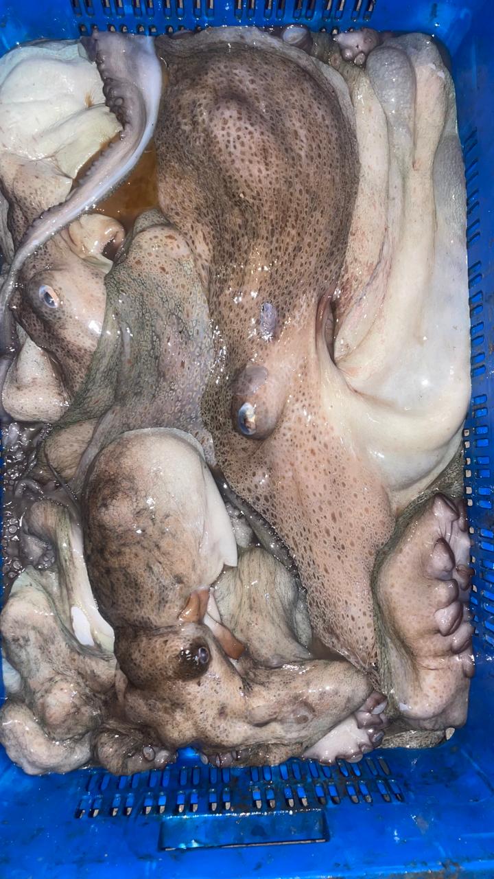 Peixes e marisco 