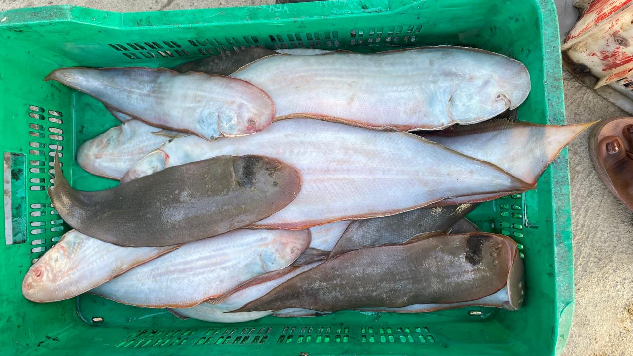 Peixes e marisco  - Imagem 2