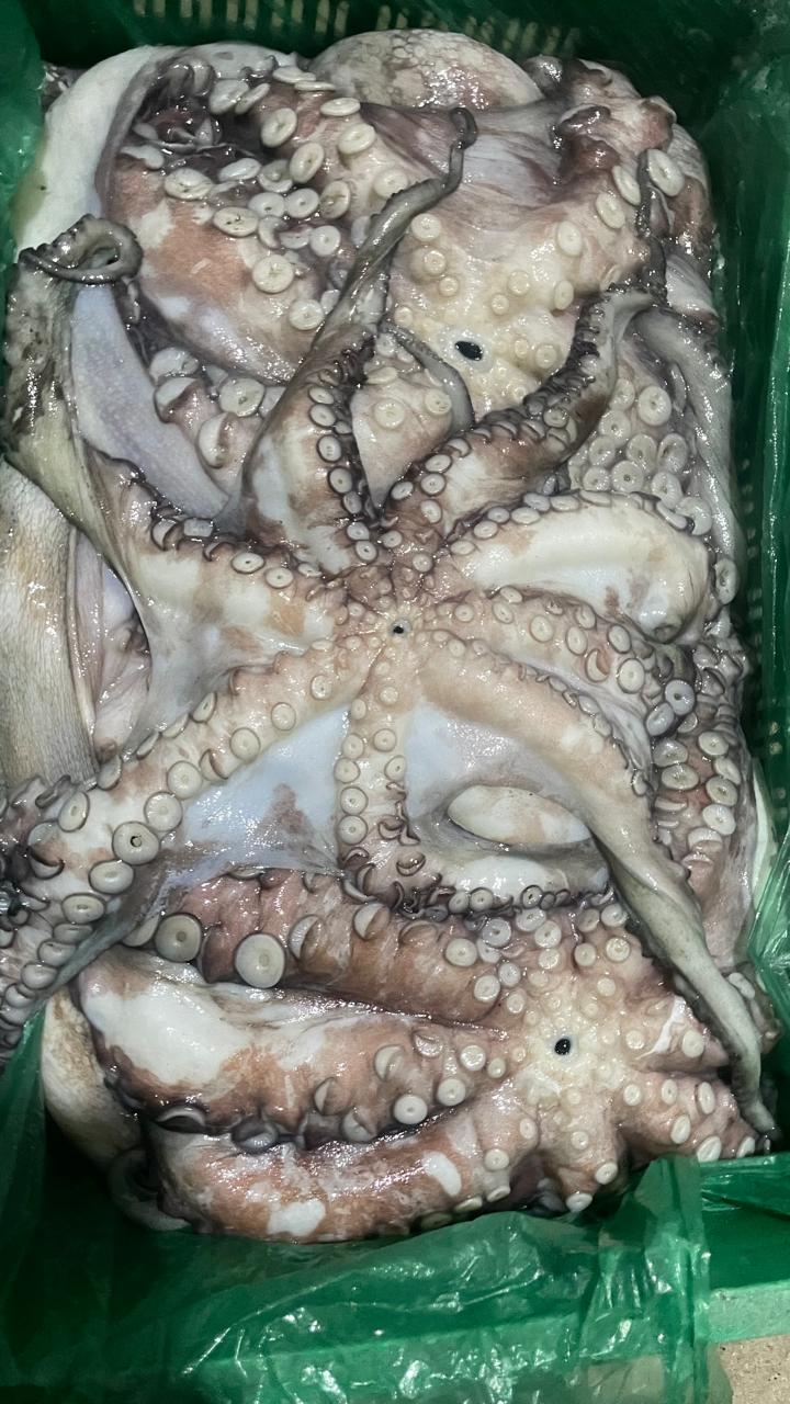 Peixes e marisco  - Imagem 3