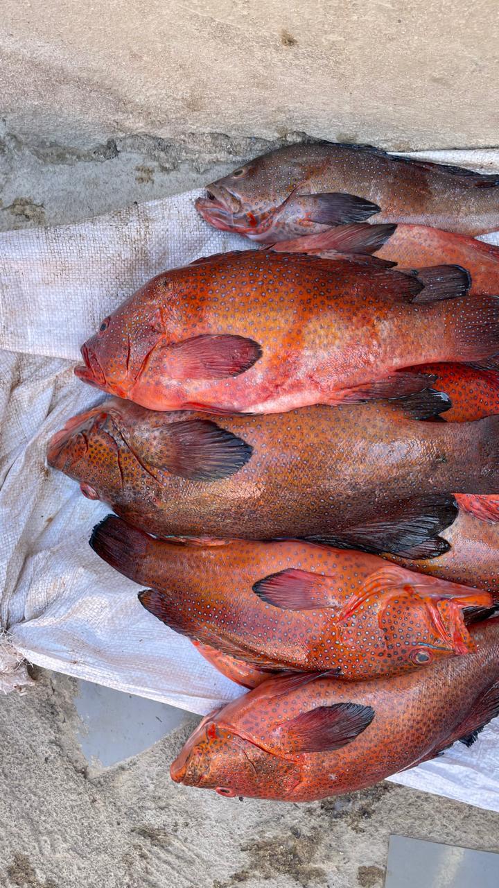 Peixes e marisco  - Imagem 7