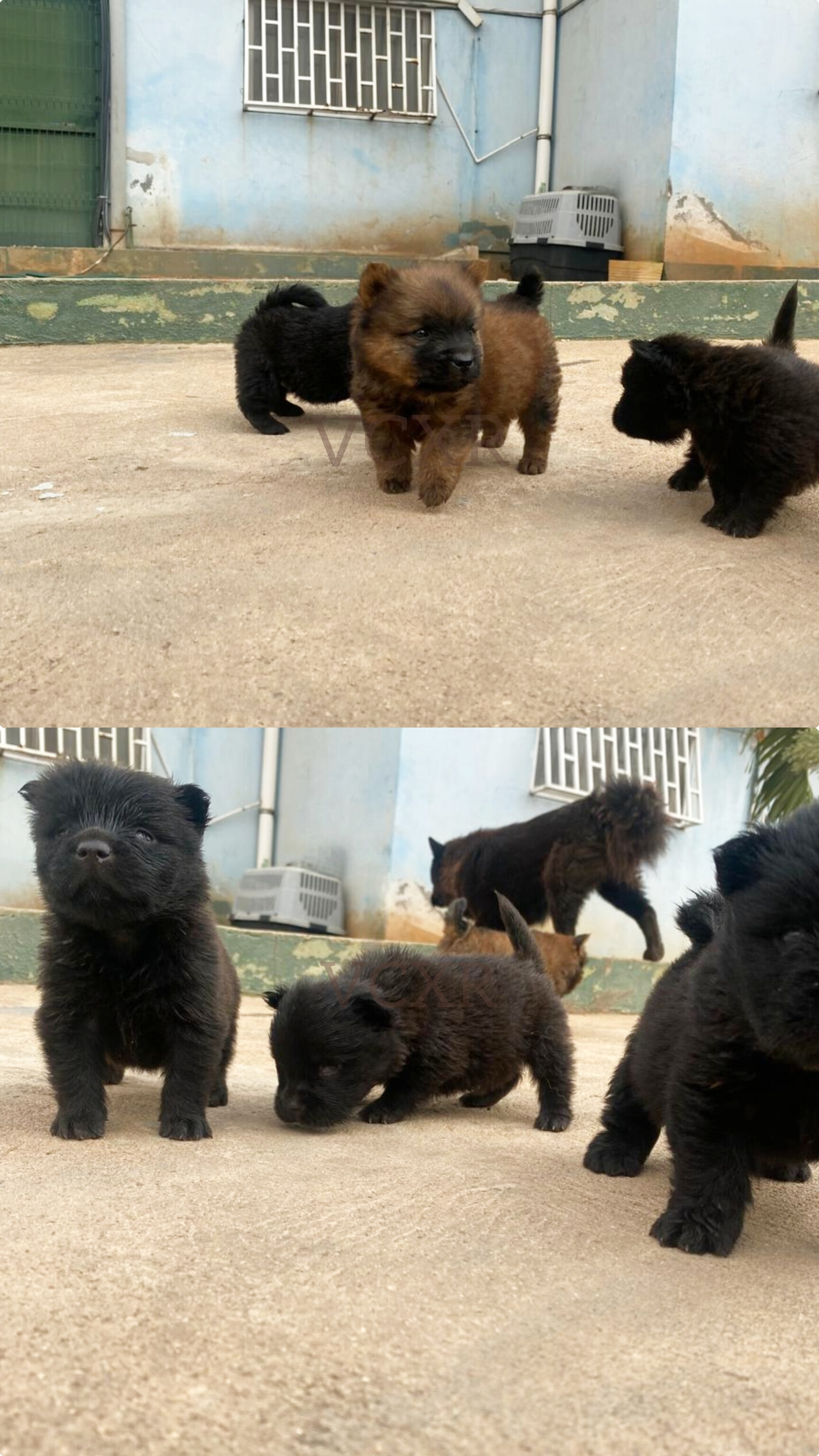Chow chow (cães-ursos)